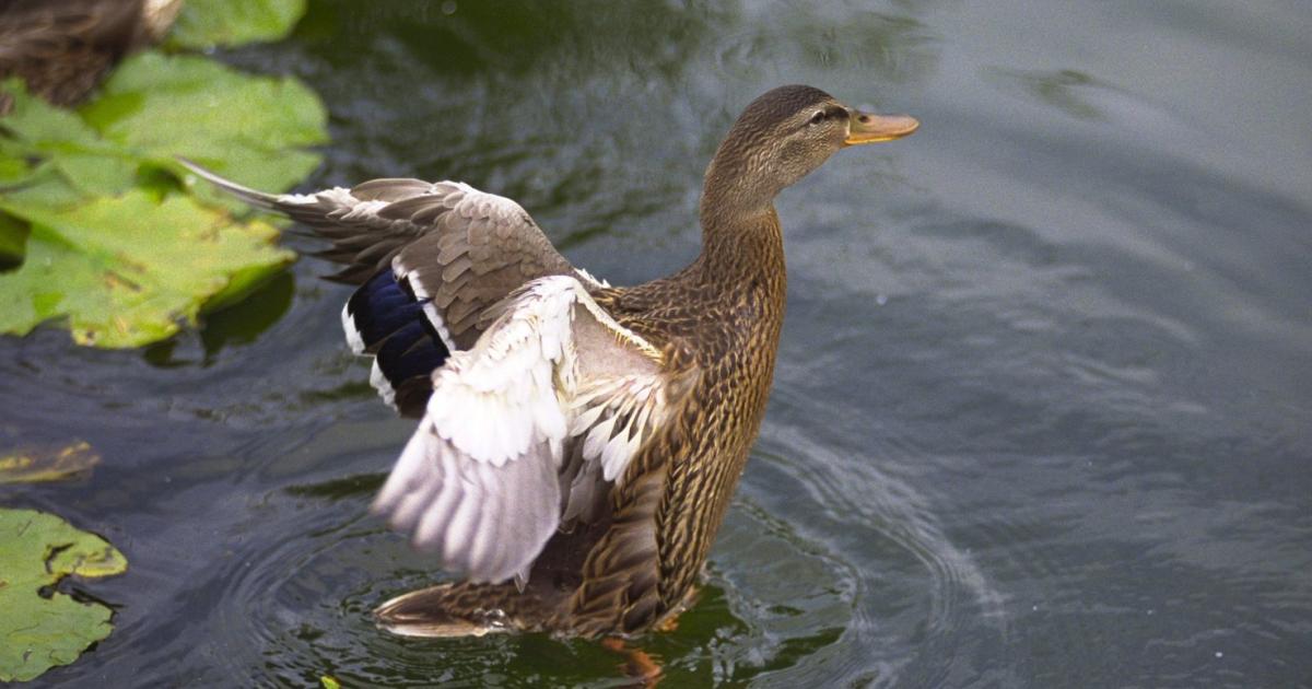 China meldete ersten Fall von H3N8-Vogelgrippe beim Menschen