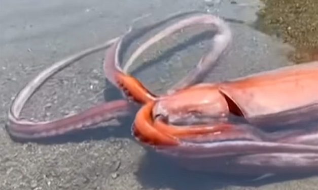 Lebender Riesentintenfisch in Westjapan angetrieben