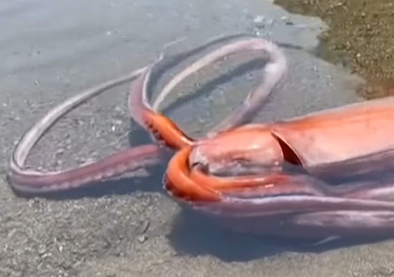 Lebender Riesentintenfisch in Westjapan angetrieben