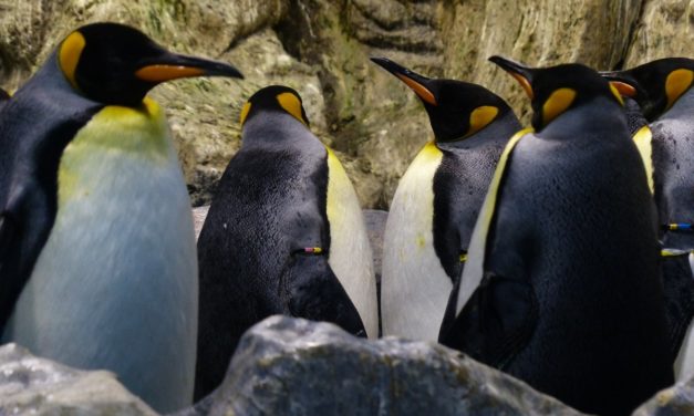 Microsoft findet root-Lücken in Linux