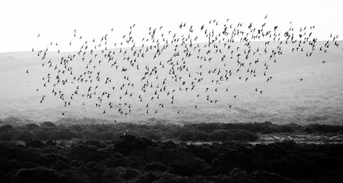 HPE Swarm Learning: verteiltes Machine Learning auf der Permissioned Blockchain