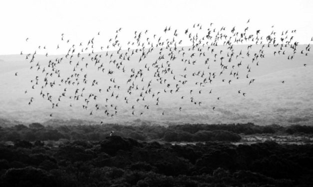 HPE Swarm Learning: verteiltes Machine Learning auf der Permissioned Blockchain