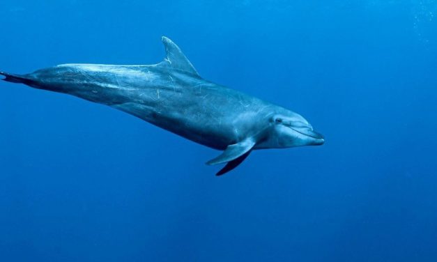 Militärisch trainierte Delfine dürften russische Flotte beschützen