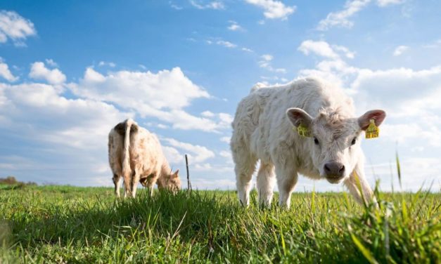 Wie die Jauche klimafreundlich wird