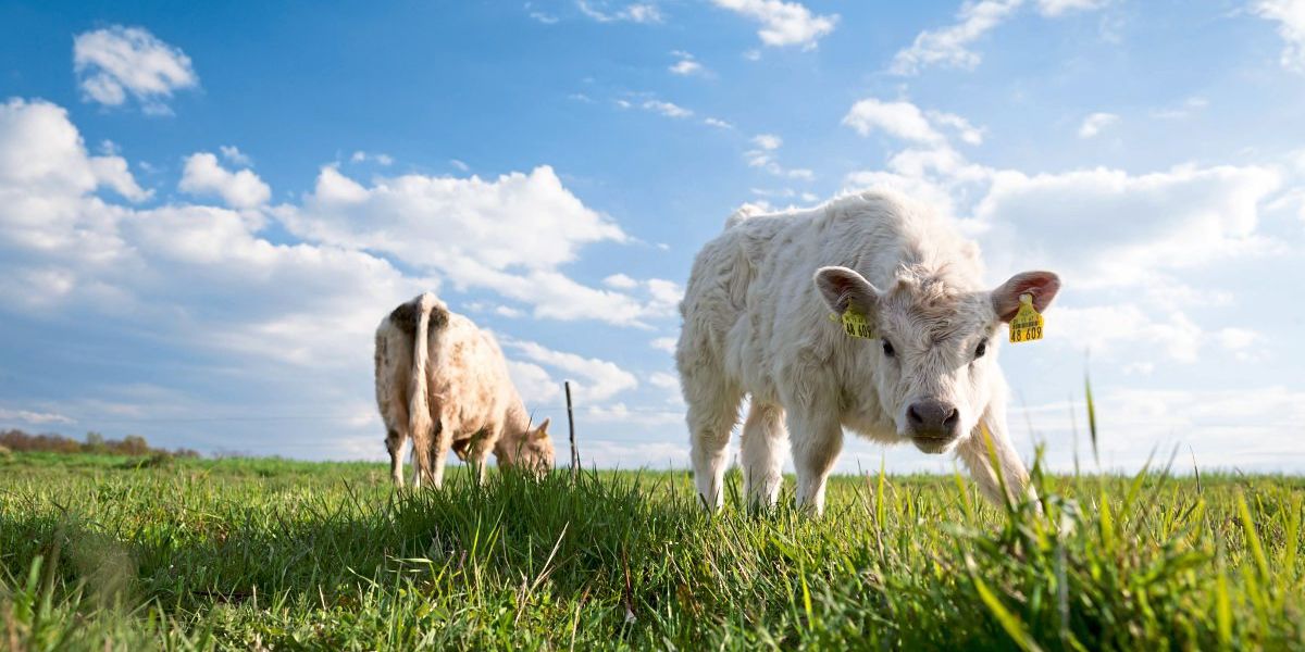 Wie die Jauche klimafreundlich wird