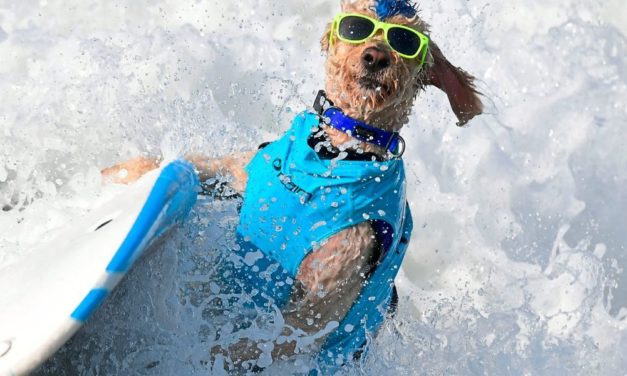 Rasse eines Hundes beeinflusst sein Temperament nur zu kleinem Teil