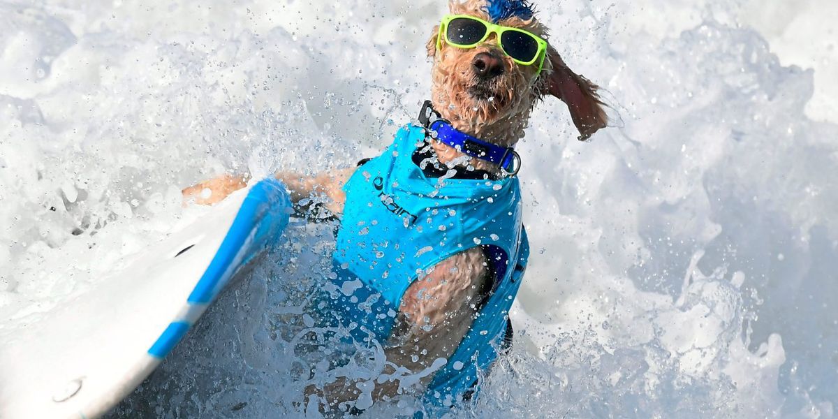 Rasse eines Hundes beeinflusst sein Temperament nur zu kleinem Teil