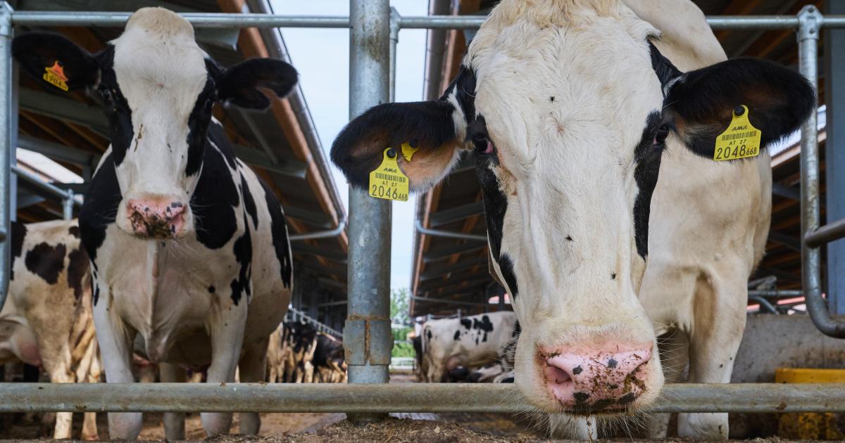 Gmundner Molkerei: Bayrische Molkerei legt ebenfalls Übernahmeangebot