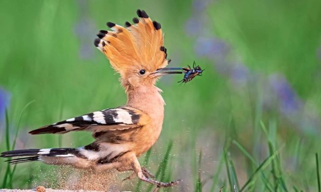 Vogelwarte sendet Livestream aus dem Wiedehopf-Nest