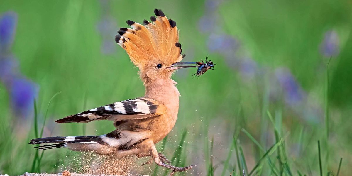 Vogelwarte sendet Livestream aus dem Wiedehopf-Nest