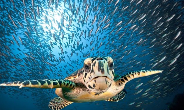 Forschende warnen vor Massensterben in den Meeren
