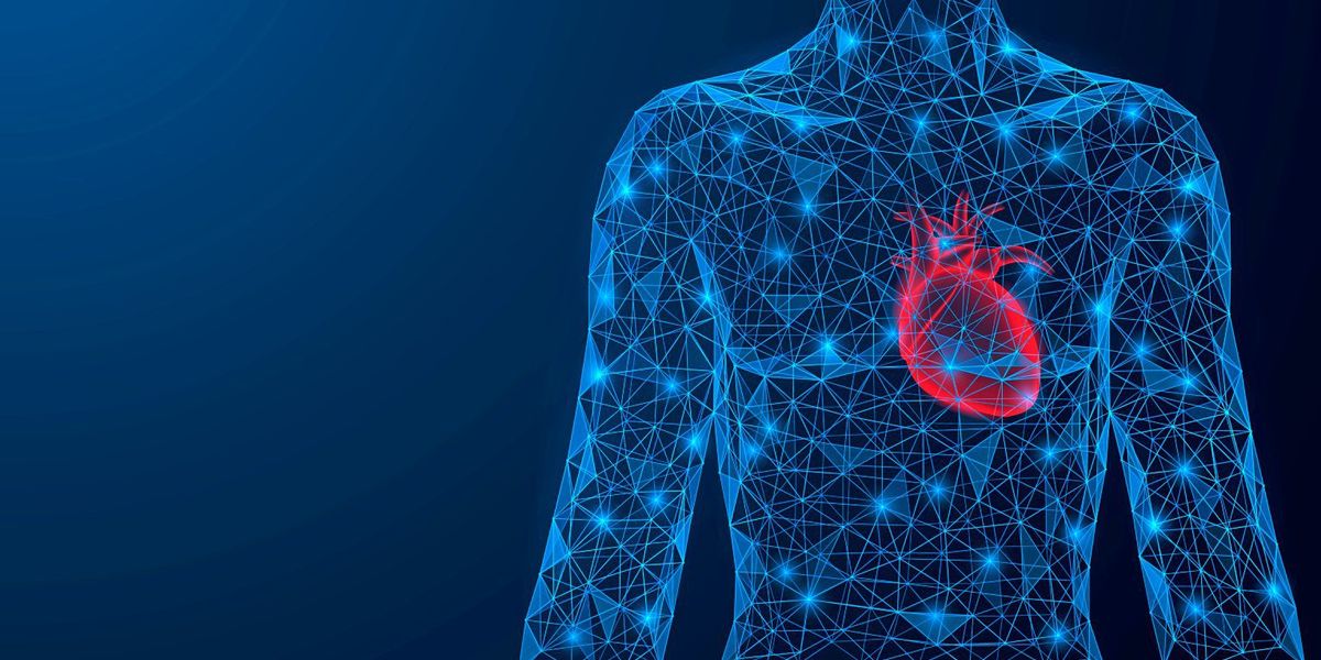 Wie jede Zelle ihren Platz im Körper findet