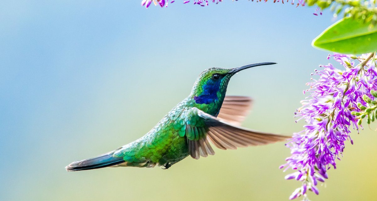 heise-Angebot: Cross-Plattform: Frühbucherphase der betterCode() Flutter bis 9. Mai verlängert