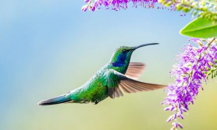 heise-Angebot: Cross-Plattform: Frühbucherphase der betterCode() Flutter bis 9. Mai verlängert