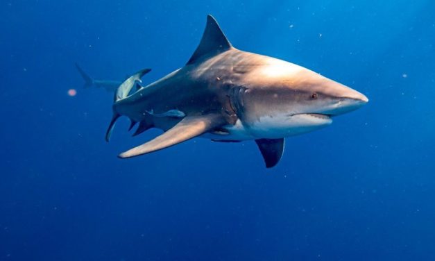 Jede zweite Hai-Art weltweit ist bedroht