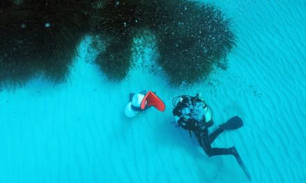 Unter Seegraswiesen verbergen sich Millionen Tonnen Zucker