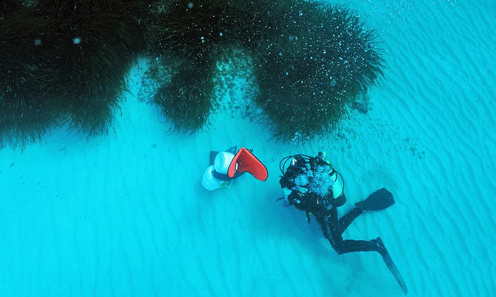 Unter Seegraswiesen verbergen sich Millionen Tonnen Zucker