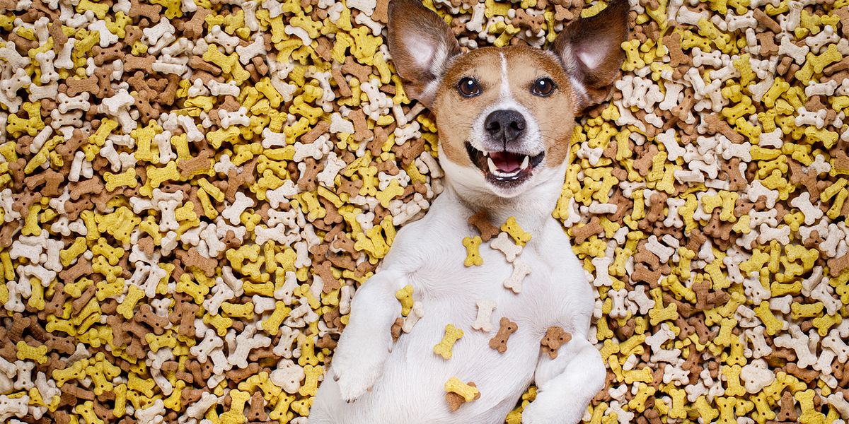 Wie viele Mahlzeiten pro Tag sind gut für einen Hund?