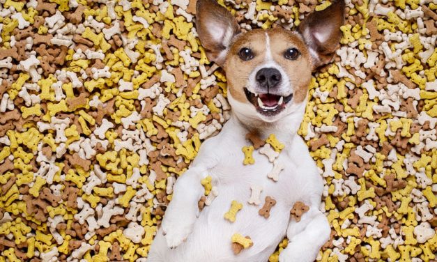 Wie viele Mahlzeiten pro Tag sind gut für Ihren Hund?