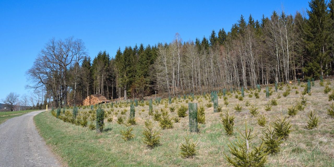 Alternative Anlagemöglichkeiten: Was sich Anleger von Holzinvestments erhoffen