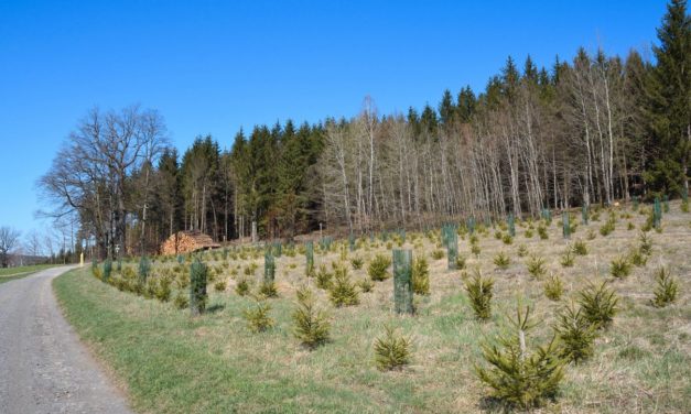 Alternative Anlagemöglichkeiten: Was sich Anleger von Holzinvestments erhoffen