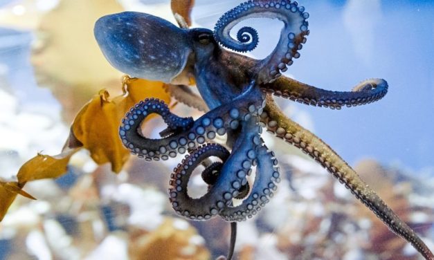 Forschungsteams enthüllen, wie Tintenfische so schlau werden konnten