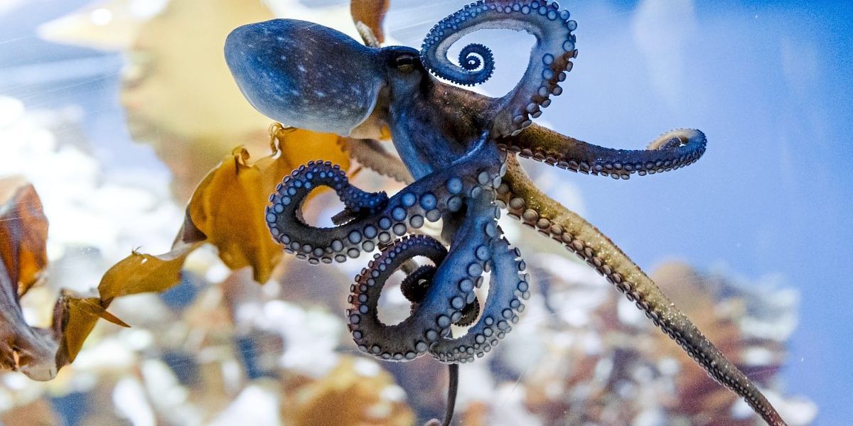 Forschungsteams enthüllen, wie Tintenfische so schlau werden konnten