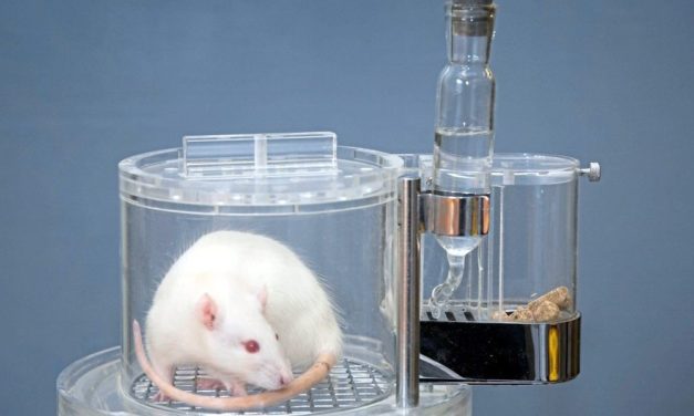 Forschung, die ohne Tierversuche auskommt