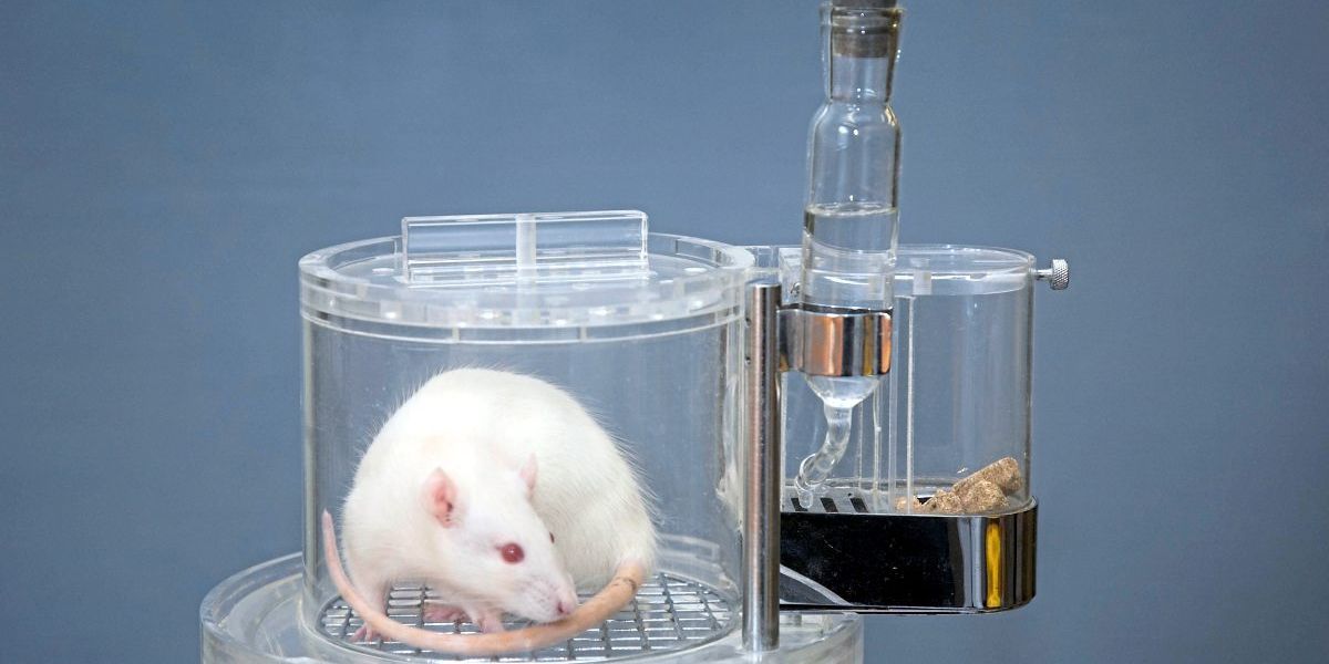 Forschung, die ohne Tierversuche auskommt