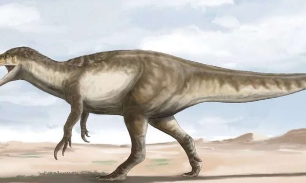 Megaraptor mit 35 Zentimeter langen Klauen entdeckt