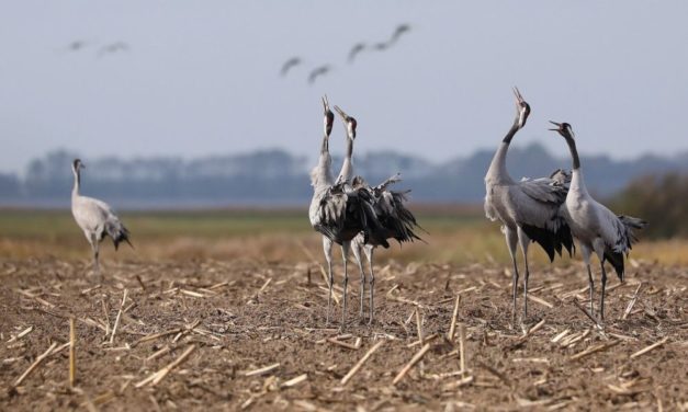 Weltweite Vogelbestände im Sinkflug