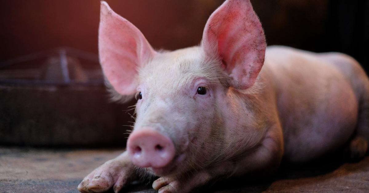 Schweineherz-Transplantation: Organ offenbar mit Virus verseucht