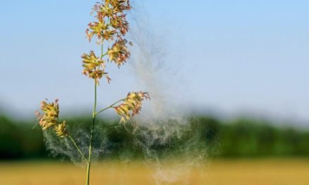 Was hinter der Pollenallergie steckt und was sie verschlimmert