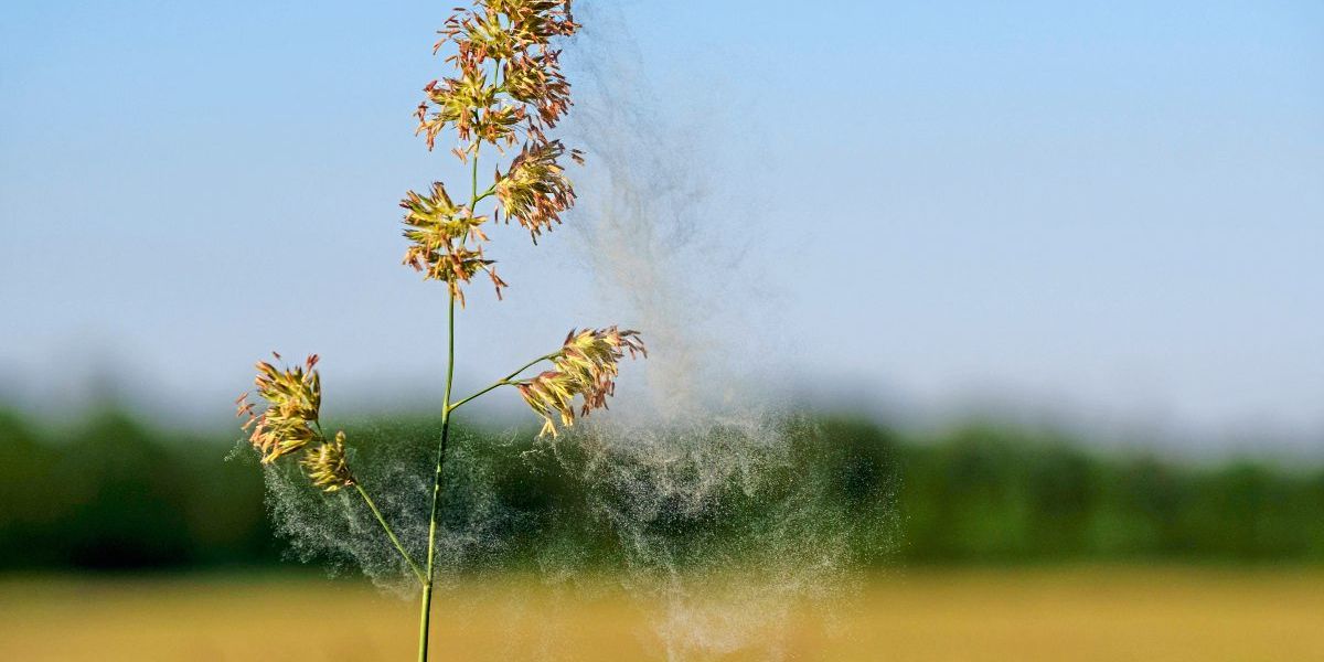 Was hinter der Pollenallergie steckt und was sie verschlimmert