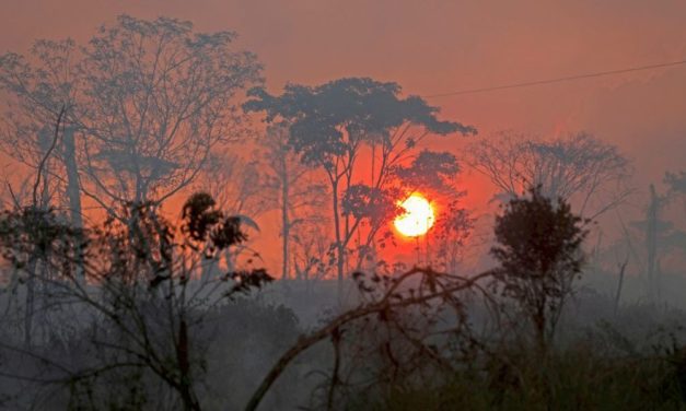 Neues Maximum bei der Zerstörung des brasilianischen Regenwaldes