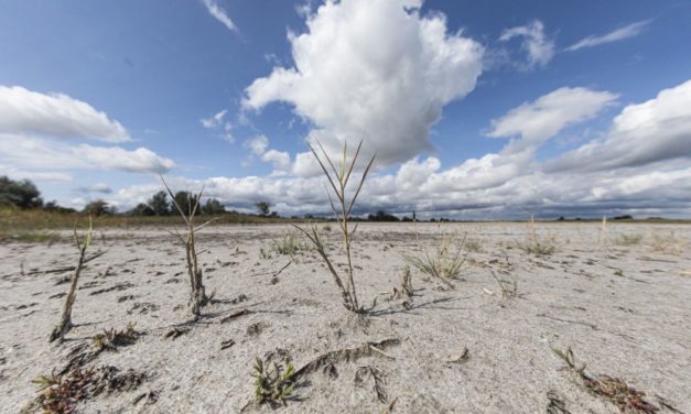 Den Vogeltankstellen im Burgenland geht das Wasser aus