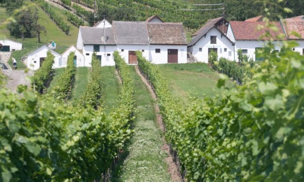 Wein-Jahrgang 2021: „Das Beste seit 35 Jahren“