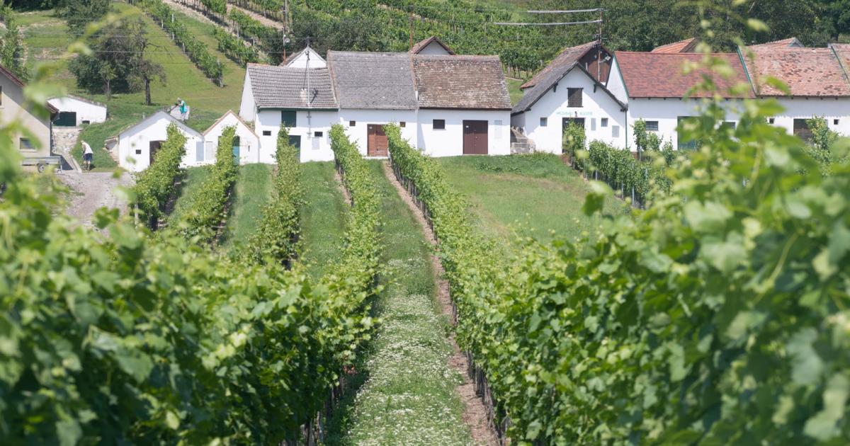 Wein-Jahrgang 2021: „Das Beste seit 35 Jahren“