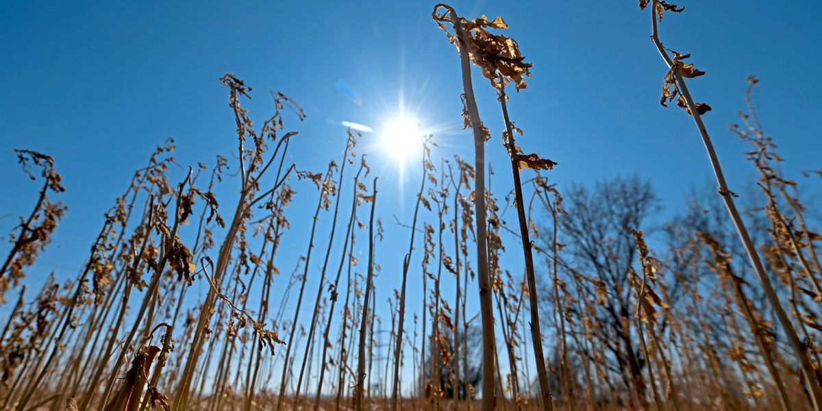 Dürre stresst Pflanzen stärker als gedacht