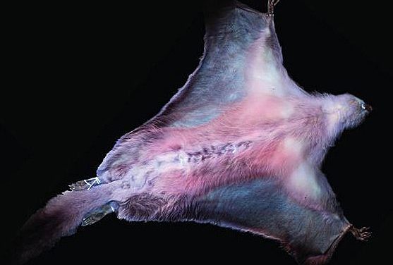 Pinke Flughörnchen: Warum manche Säugetiere fluoreszieren