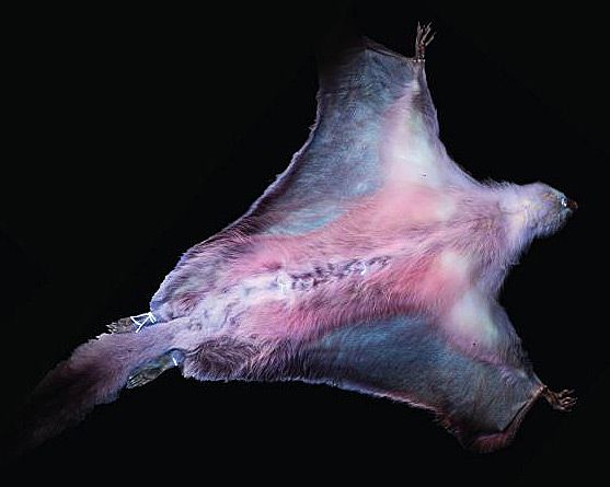 Pinke Flughörnchen: Warum manche Säugetiere fluoreszieren