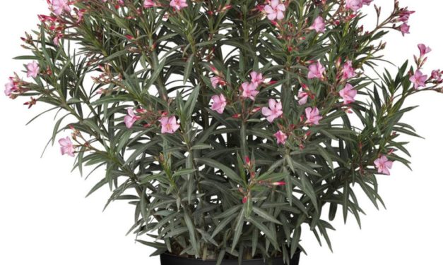 Die Blätter des Oleanders haben braune Flecken, was tun?