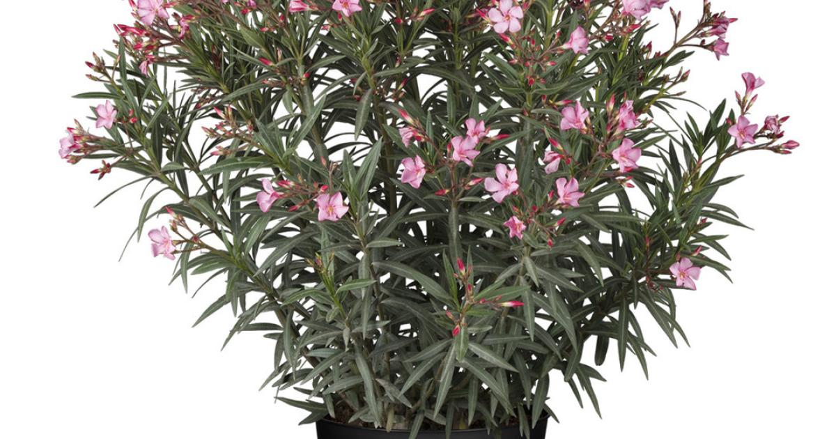 Die Blätter des Oleanders haben braune Flecken, was tun?