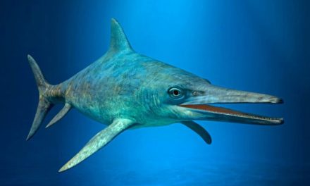 Österreichischer „Fischsaurier“ verblüfft Forschungsteam