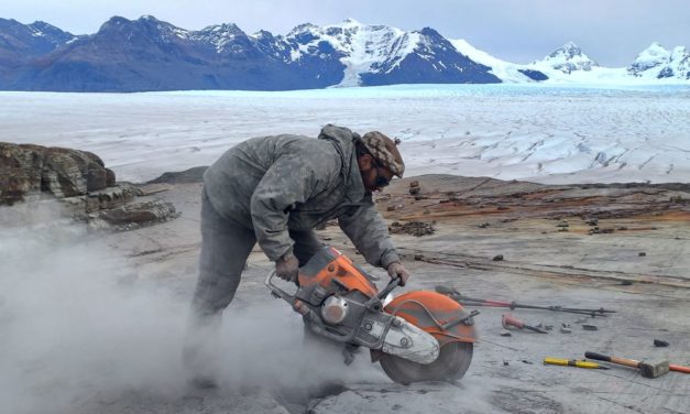 Schwangerer Meeressaurier in Chile freigelegt