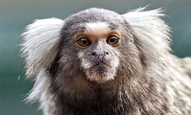Auch bei Weißbüschelaffen hängen Lernerfolg und Charakter zusammen