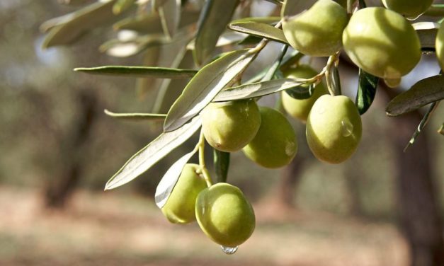 Klimawandel bringt Oliven nach Österreich
