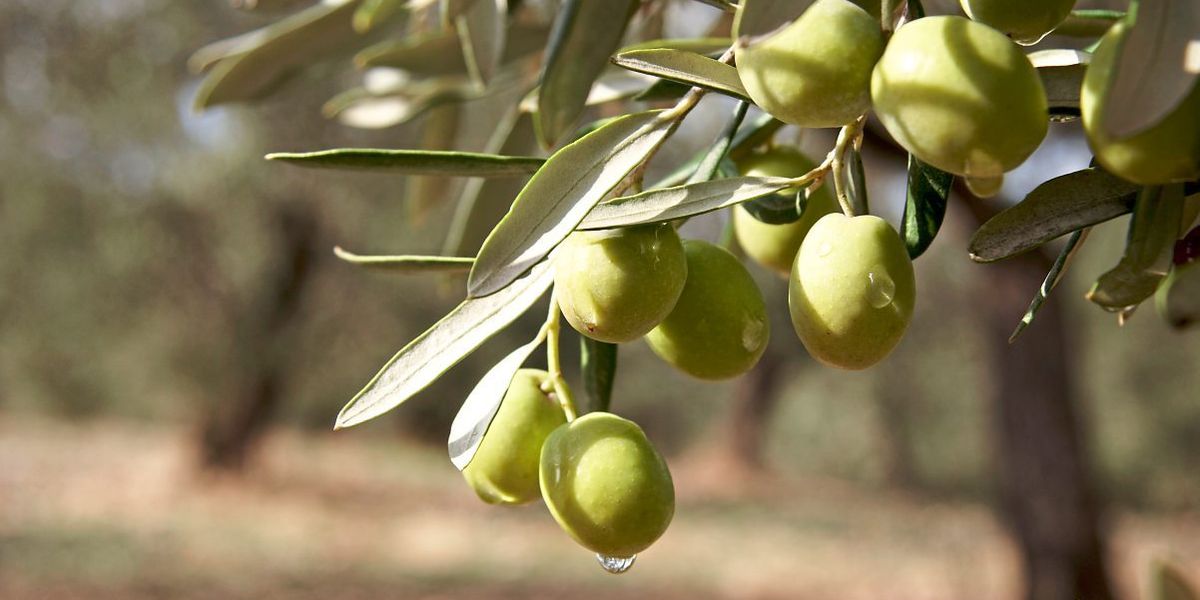 Klimawandel bringt Oliven nach Österreich