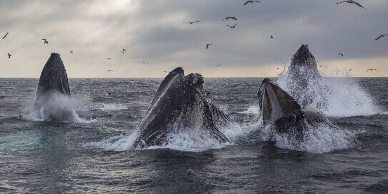 Ethereum: Wal-Transaktionen erreichen neues Jahreshoch