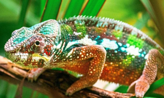 Chamäleons treiben es bunter, wenn die Fressfeinde fehlen
